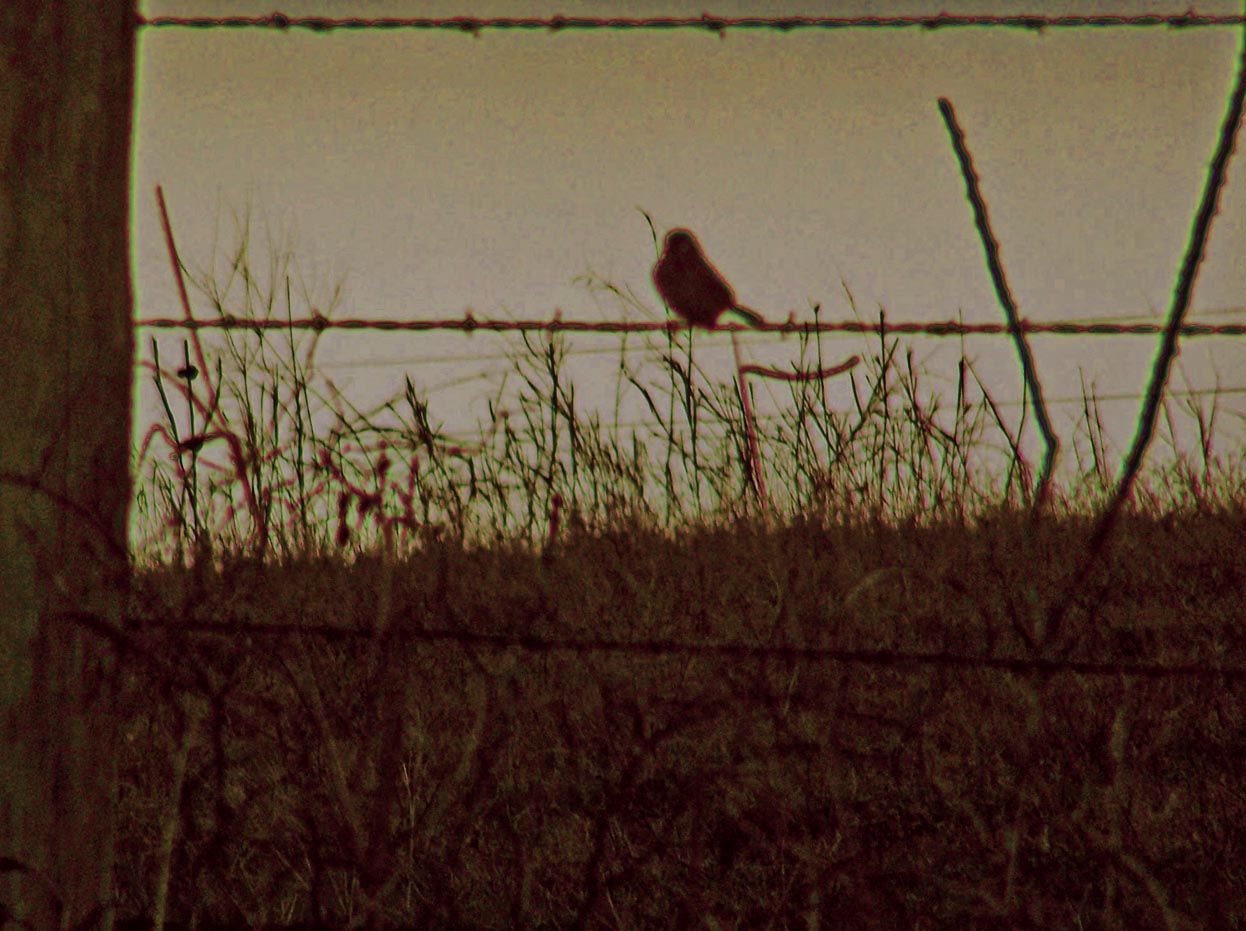 wire-sitter_woods_300dpi wire-sitter_woods_300dpi